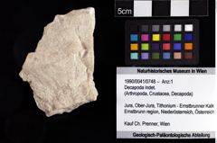 Foto (Objket + Etiketten) von Decapoda indet. 